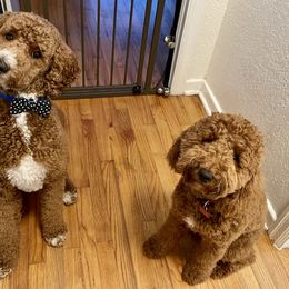Poodle Puppies from Poodles of Tampa Bay