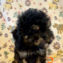 Rex - Phantom male Poodle puppy in Howe, Oklahoma from Cuddly Cavapoos