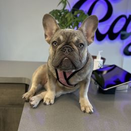 Henny - French Bulldog