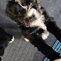 Onyx - Black and white male Tibetan Terrier puppy in Dorena, Oregon from Angel Tibetans Of Oregon