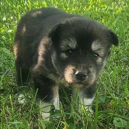 Bravo - Agouti and white male Siberian Husky puppy in Louisville, Kentucky from Wild Hunt Huskies