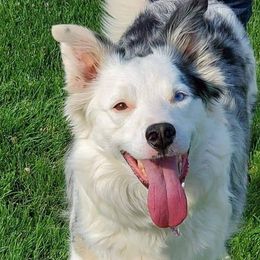 Border Collies from Green River Ranch Border Collies