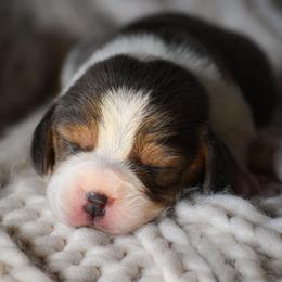 Girl 3 - Blue tan and white female Beagle puppy in Caldwell, Ohio from Folklore Kennel