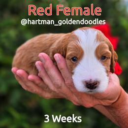 Red - Apricot female Goldendoodle puppy in Upland, California from Hartman Goldendoodles