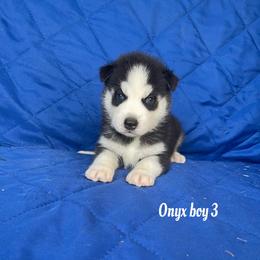 Onyx boy 3 - Black and white male Siberian Husky puppy in Ocala, Florida from Florida Husky Puppies