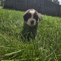 Saint Bernard Puppies from Cincinnati St. Bernards