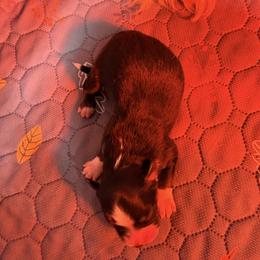 Boy 1 - Black tri male Miniature Australian Shepherd puppy in Arcadia, Indiana from Sunset Cowgirl Mini Aussies