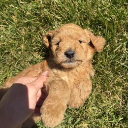 Goldendoodle and Labradoodle Puppies from California Double Doodles