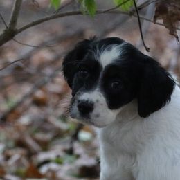 Border Collie, English Setter, and Miniature American Shepherd Puppies from First Harmony Farms