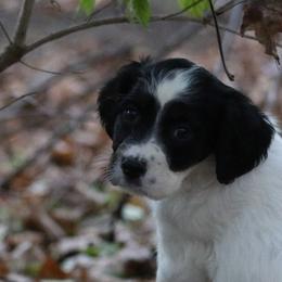 Border Collie, English Setter, and Miniature American Shepherd Puppies from First Harmony Farms