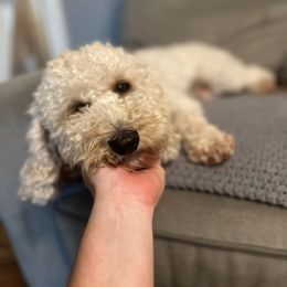 Gracie - Assorted Doodle Crosses