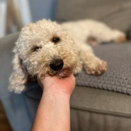 Gracie - Assorted Doodle Crosses