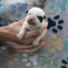 Scout  - Orange - Blue male Australian Cattle Dog puppy in Colbert, Oklahoma from LoveAHeeler