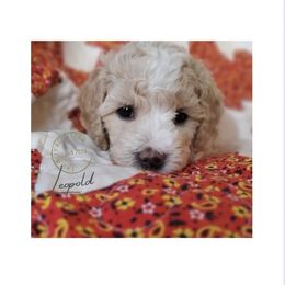 Boy 2 - Phantom Poodle puppy in Heber City, Utah from Doodles-by-Delilah