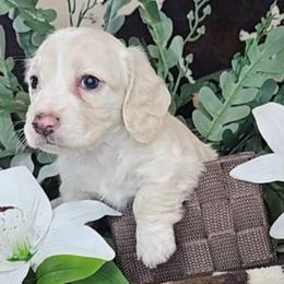 Dachshund Puppies from Buckwild Doxies