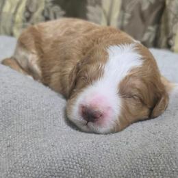 Girl 1 - Red  female Goldendoodle puppy in Austin, Texas from Doodles Fur Days