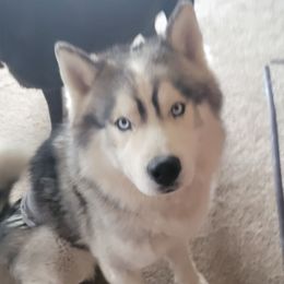 Valor - Siberian Husky
