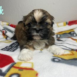 Lock - Brindle male Shih Tzu puppy in Houston, Texas from Pup Paw-lace