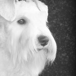 Frosty - Miniature Schnauzer