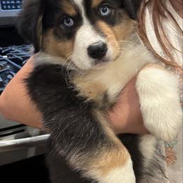 Berry - Black tri-color female Australian Shepherd puppy in Croswell, Michigan from Hendra Family Aussies