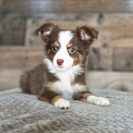 Aspen - Red tri female Toy Australian Shepherd puppy in Killen, Alabama from Wilkers Wholehearted Mini Aussies
