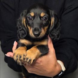 Purple Girl - Black and tan female Dachshund puppy in Lenoir, North Carolina from Yadkindale Kennel