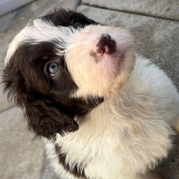 Hyde - Brown and white male Aussiedoodle puppy in Moreno Valley, California from Rainbow SoCal Doodles