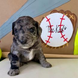 The Kid - Merle male Labradoodle puppy in Adams, Nebraska from Boxcar Doodles and Poodles