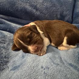 Light pink - Liver white and roan female English Springer Spaniel puppy in Williston, Florida from Bizzy Farms English Springer Spaniels