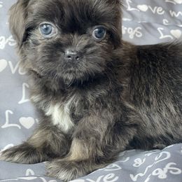 Shih Tzu puppies from Rock Creek Shih Tzus
