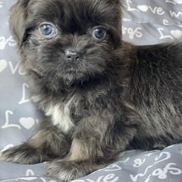 Shih Tzu puppies from Rock Creek Shih Tzus