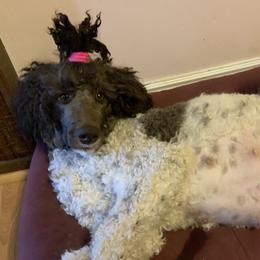 Baby - Poodle