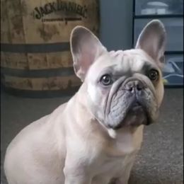 French Bulldog Puppies from Jessicah's Frenchies Michigan's French Bulldog Breeder