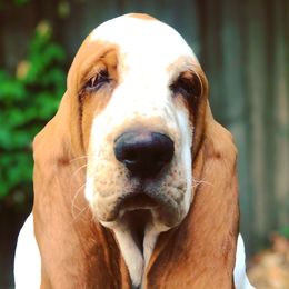 Basset Hounds from Ozarks Bassets