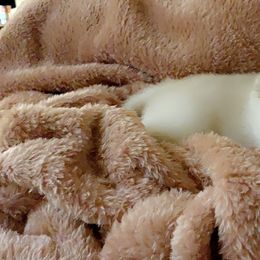 Shiba Inu Puppies from Fairyland Shibas