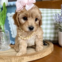Maisie Lou - female Cavapoochon puppy in Lucas, Ohio from Apricot Lane Puppy