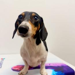 Chavelle - Piebald female Dachshund puppy in Bismarck, Missouri from Kalua's Doxies