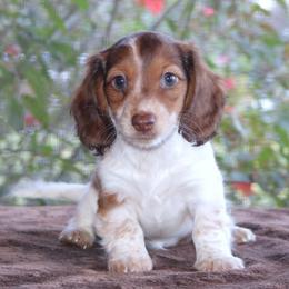 Dachshund Puppies from Divine Dachshunds