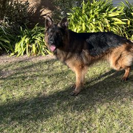 Chief - German Shepherd