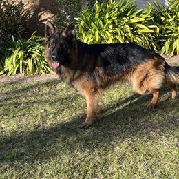 Chief - German Shepherd