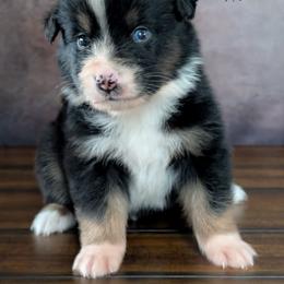Brody - Black tri-color male Australian Shepherd puppy in Fultonville, New York from Sandy Aussies & Pomeranians