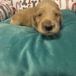 Eggnog - Cream male Dachshund puppy in Thomasville, North Carolina from Running Creek Kennels