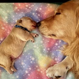 Golden Retriever Puppies from Golden Hour Golden Retrievers