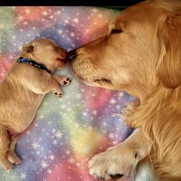 Golden Retriever Puppies from Golden Hour Golden Retrievers