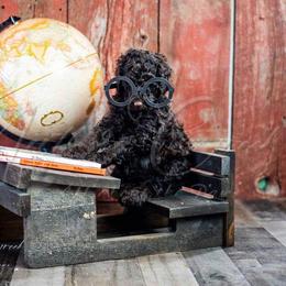 Poodle Puppies from Northern Creek