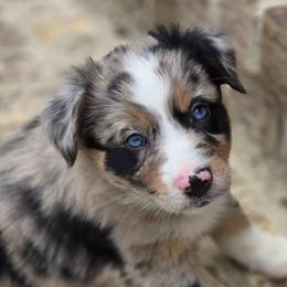 Allan a Dale - Blue merle male Australian Shepherd puppy in Wrightsville, Georgia from Wild Magnolia Farms Aussies