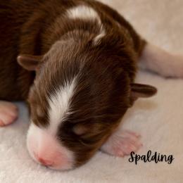 Spalding - Red tri male Miniature Australian Shepherd puppy in Blackfoot, Idaho from Bellewynd Acres