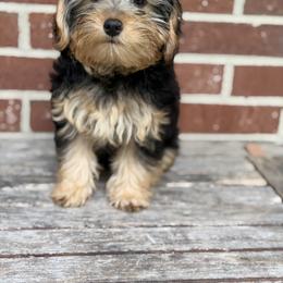 Old English Sheepdog, Poodle, Sheepadoodle, and Yorkipoo Puppies from Love Tallulah Sheepadoodles LLC