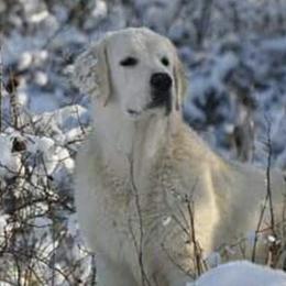 Buddy - Golden Retriever