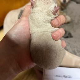 Girl 3 - Cream female Chihuahua puppy in Matensdale, Iowa from Tammy's Chihuahuas
